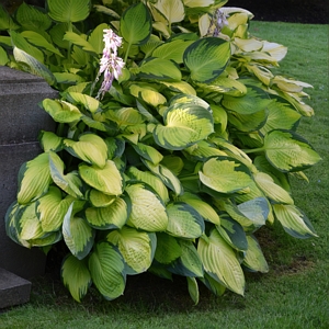 Hostas Bare Root Gold Standard